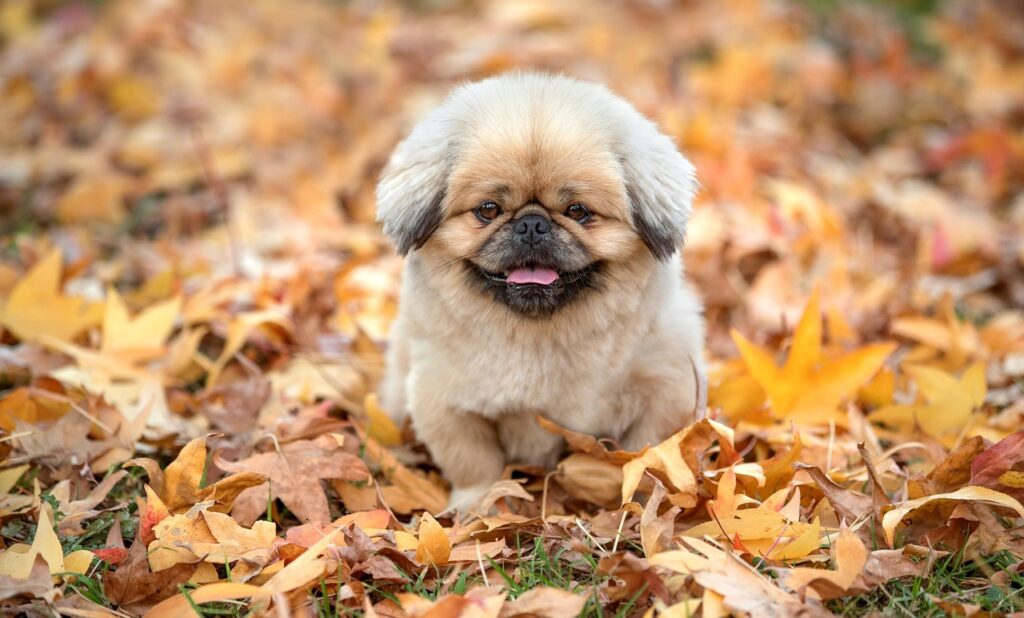 マンジャロのBMI基準はどのように設定されているのか？