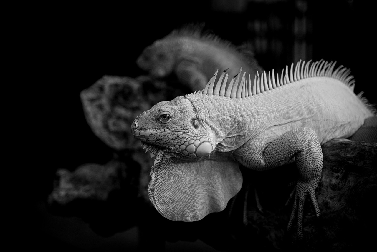 マンジャロの口コミで7kg痩せた人の体験談は？