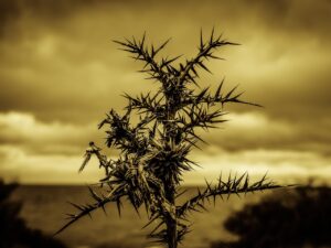 マンジャロ注射の痛みはどこに感じるのか？