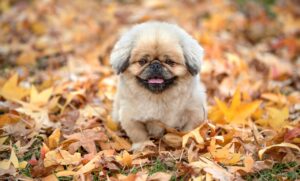 マンジャロを1本使った4週間の効果的なダイエット方法は？