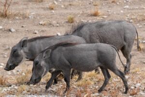 マンジャロを使って痩せにくい理由とは？