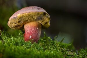 マンジャロが食べられないとき、大丈夫なの？